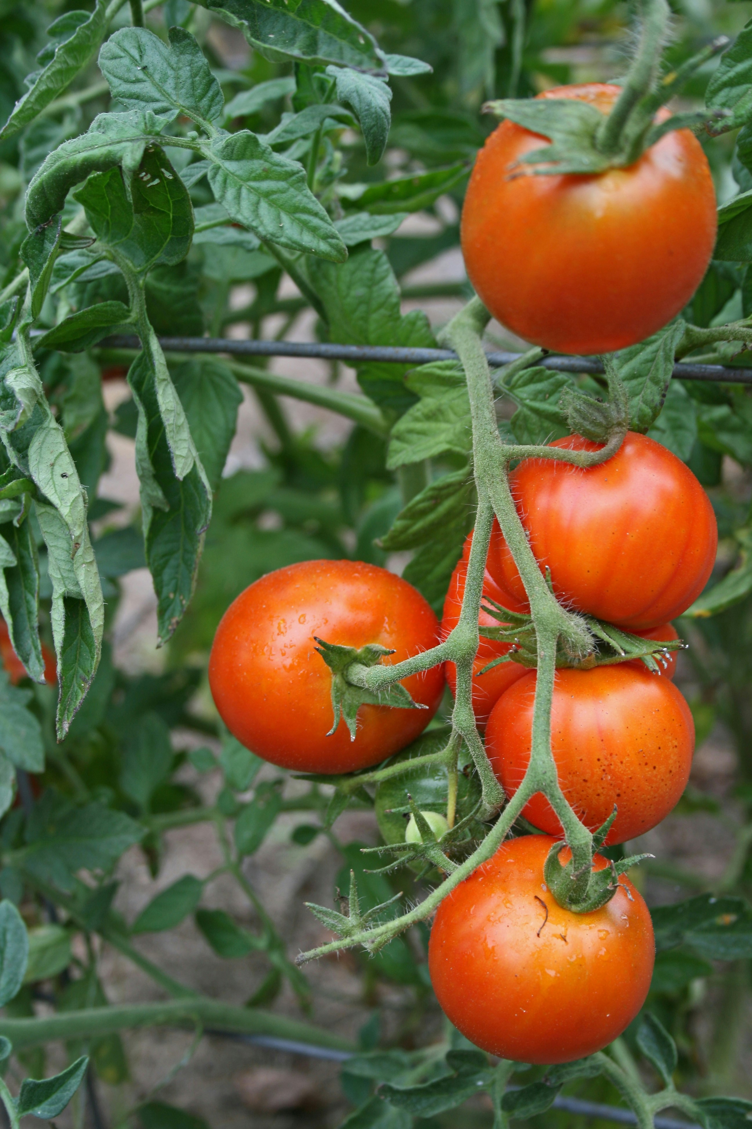  singular brandywine tomato on orange background